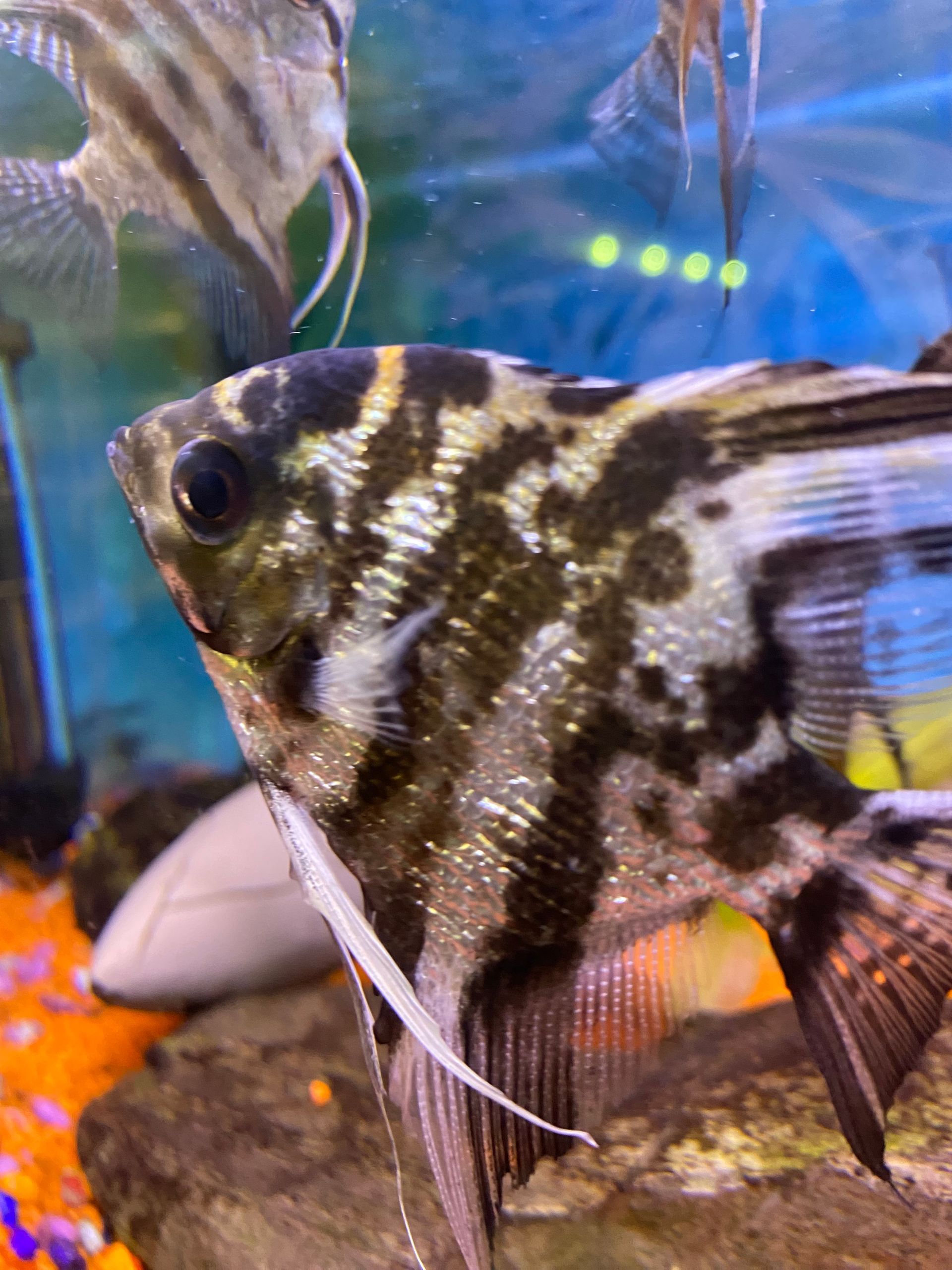 Pesce Scalare
