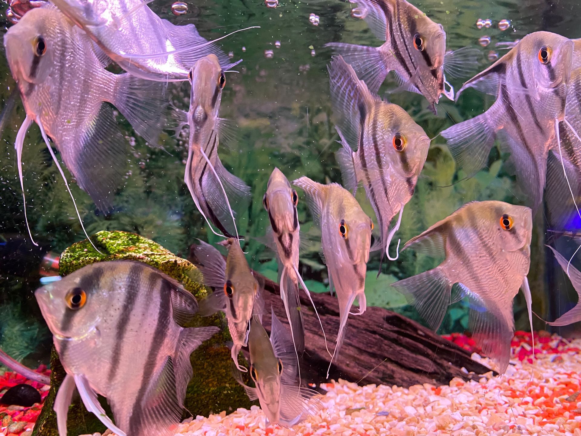 Pesce scalare