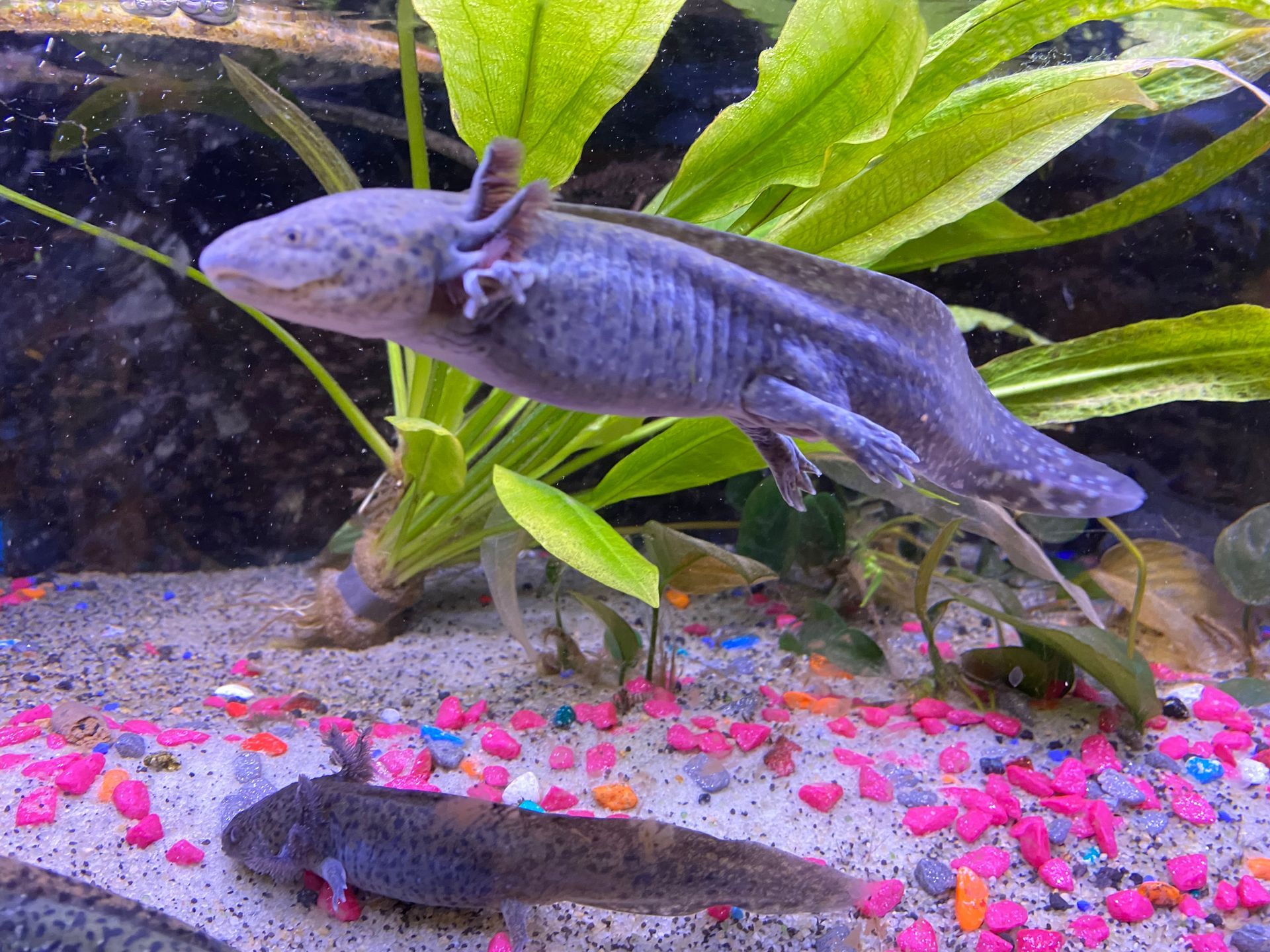 Axolotl