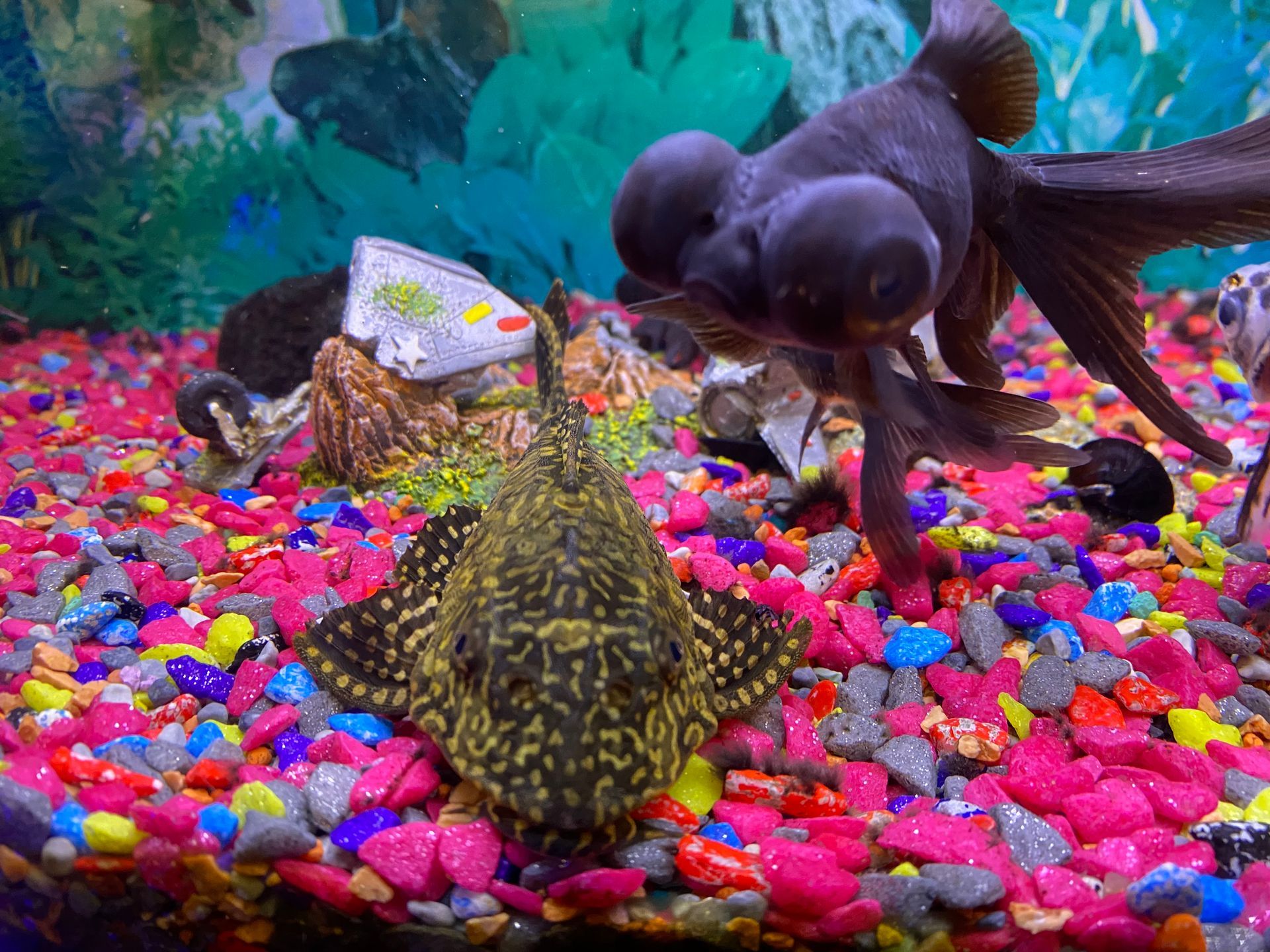 Pesce Pulitore
