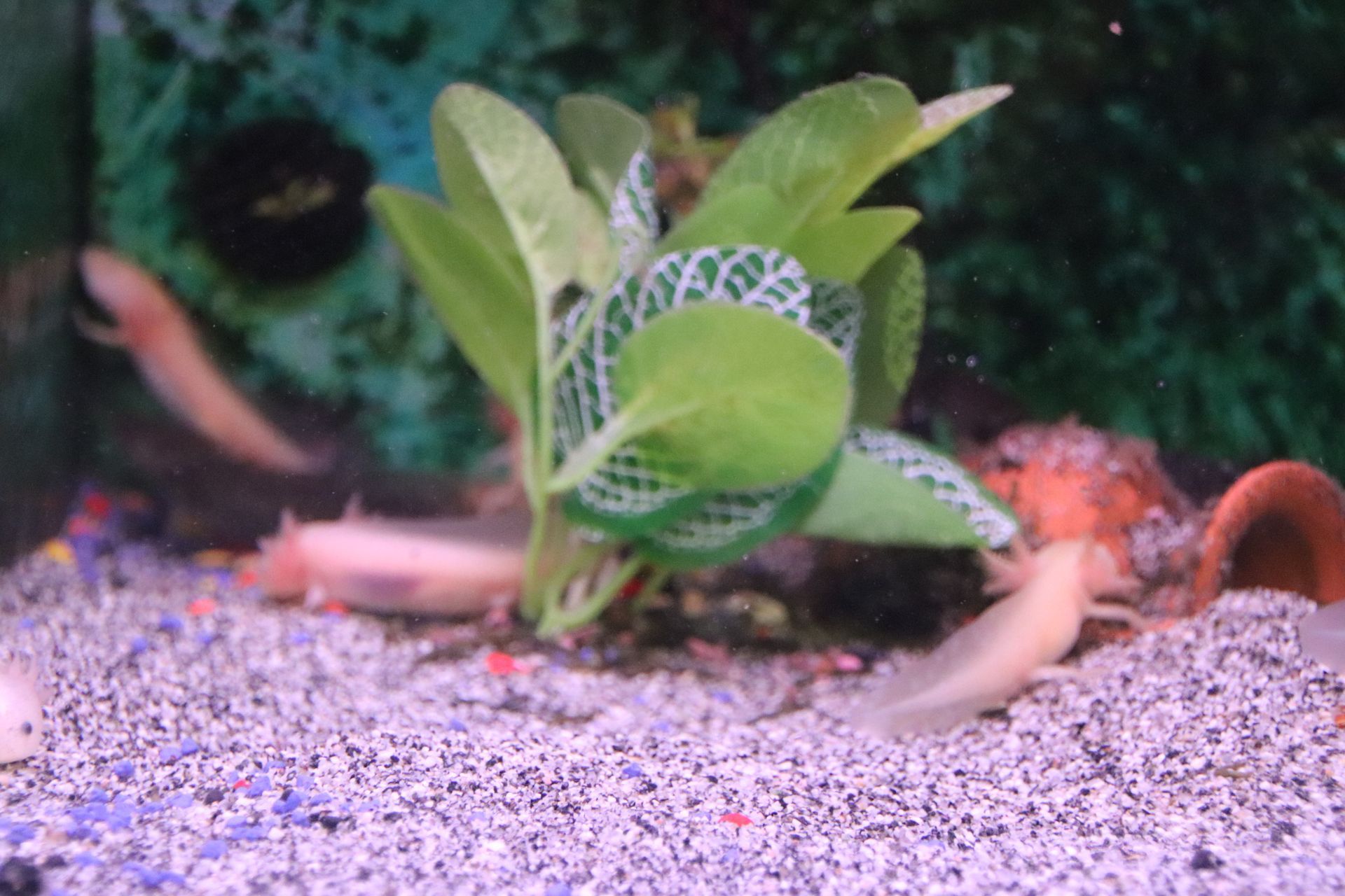 Axolotl