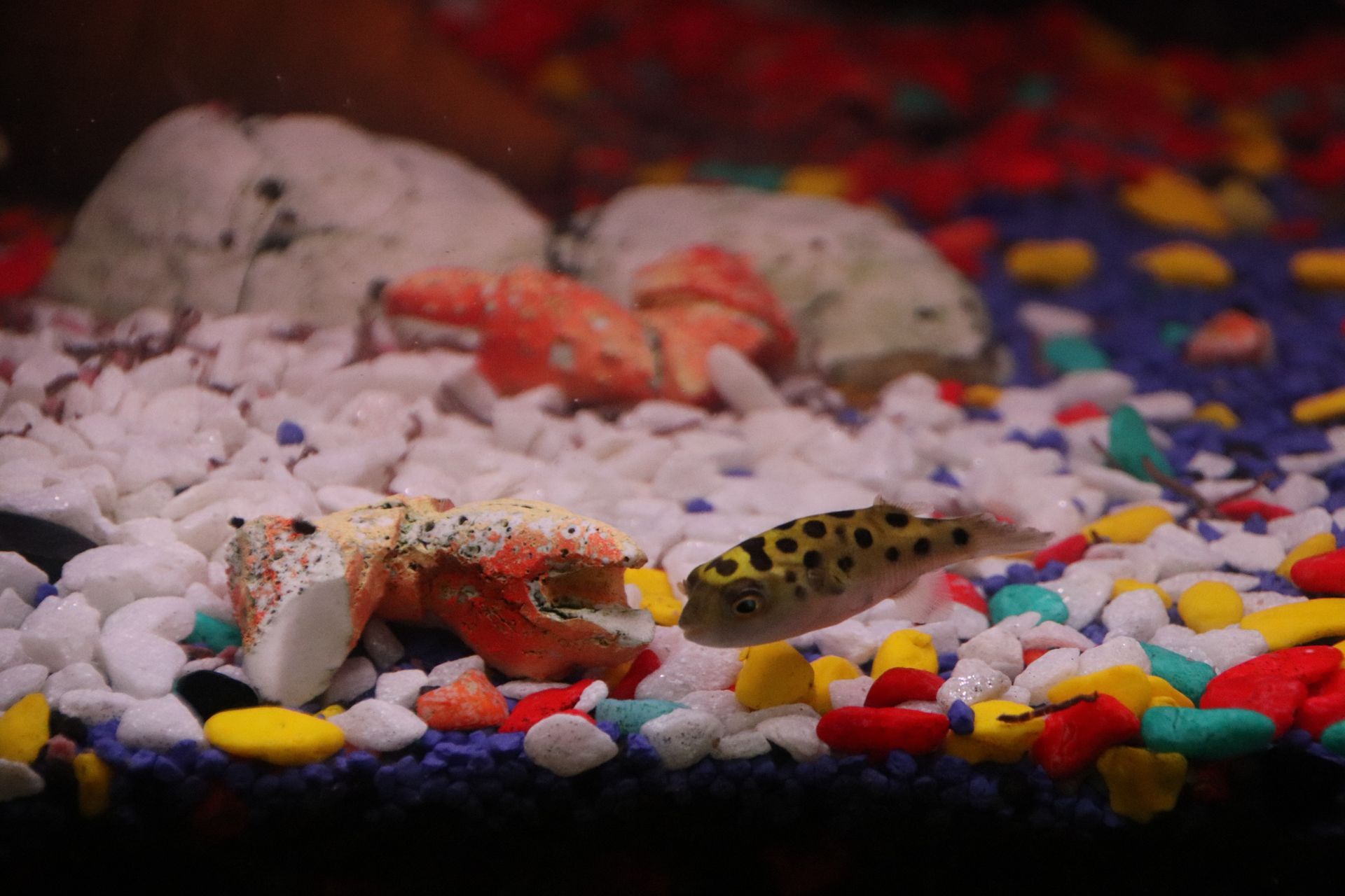Pesce palla