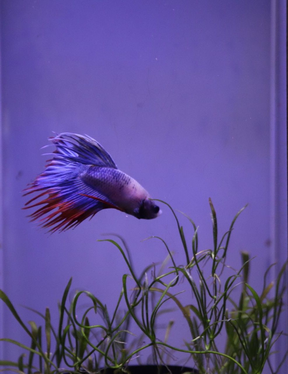 Combattente - Betta