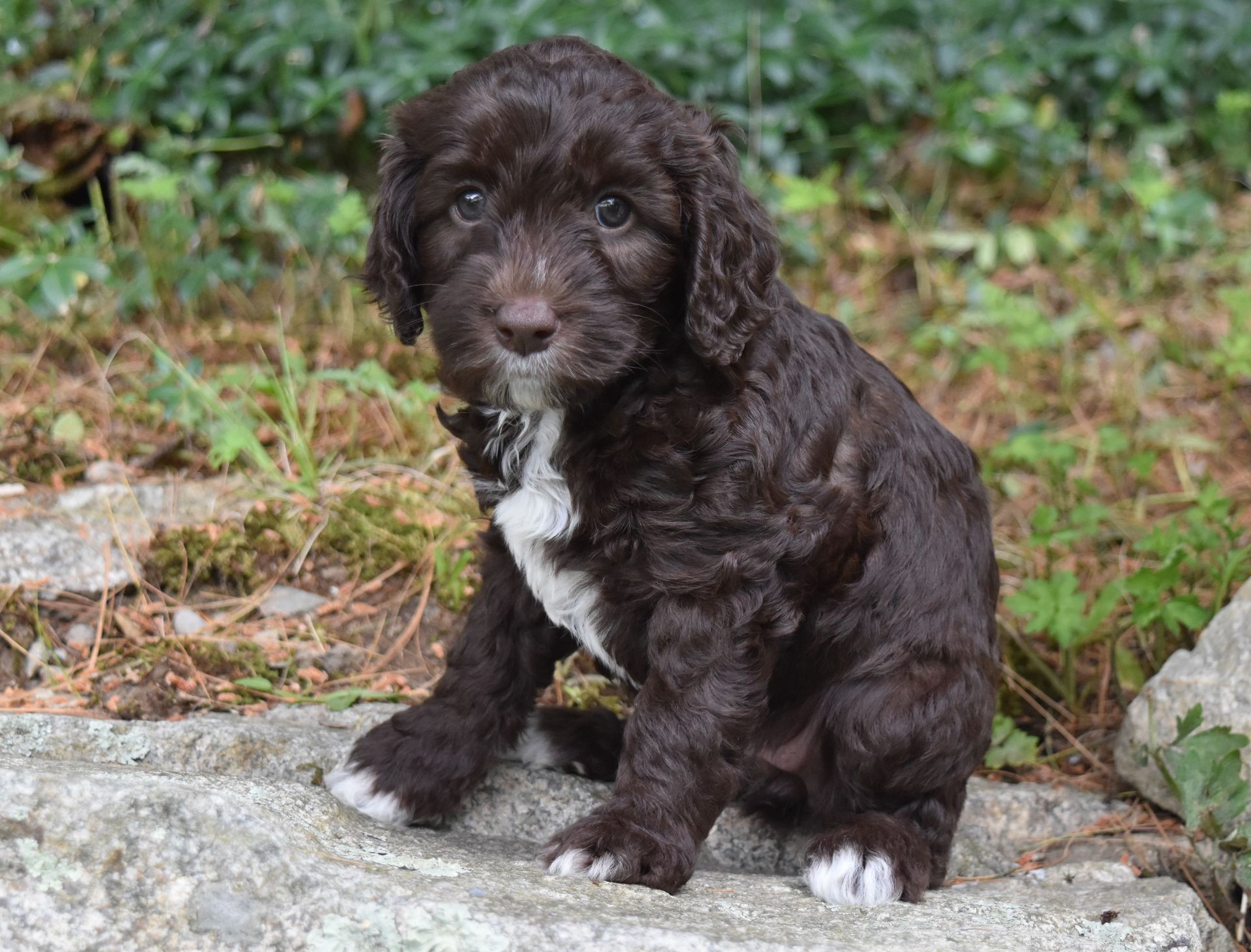 Lucky Dog Australian Labradoodles North Easton, MA