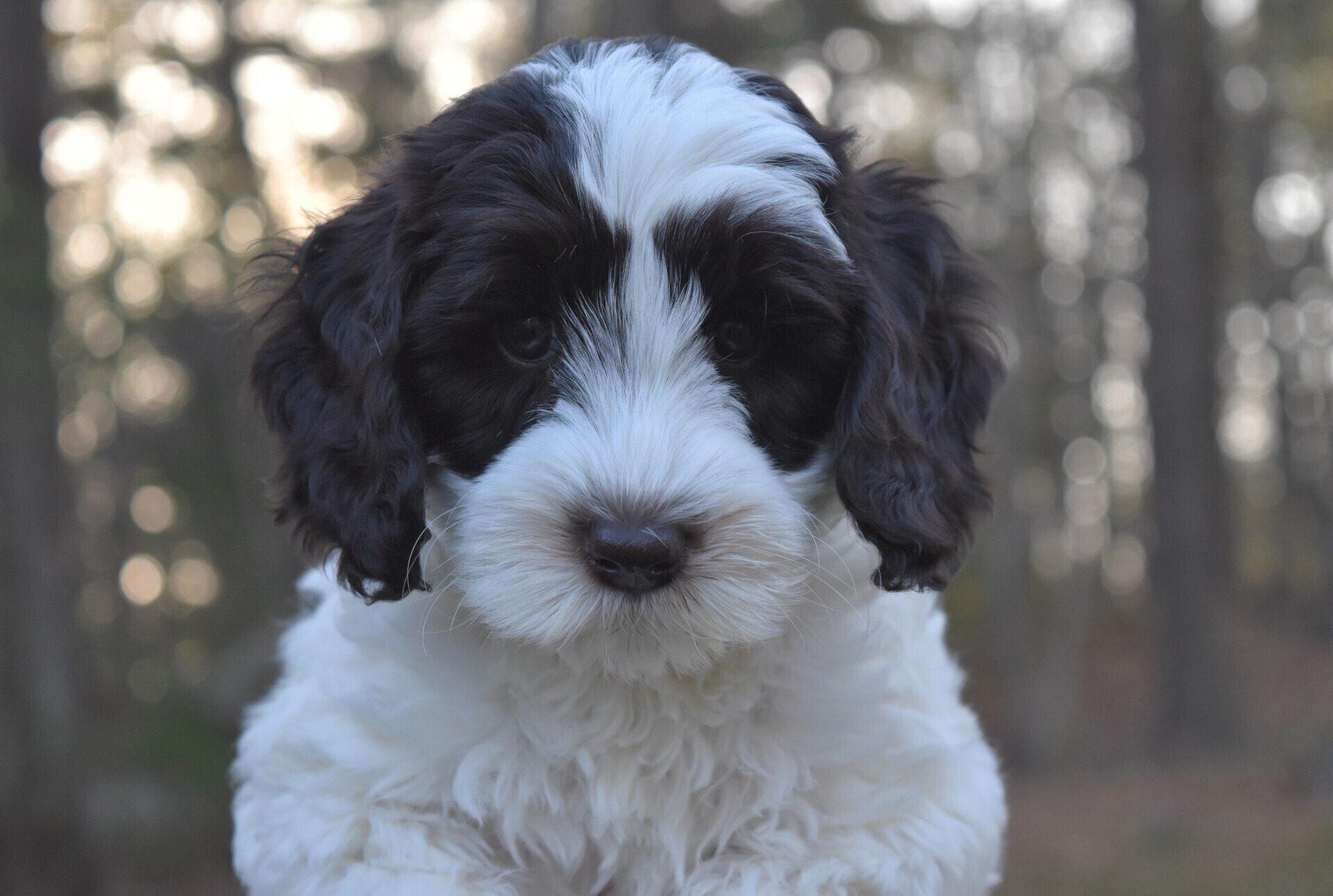 Lucky Dog Australian Labradoodles North Easton, MA