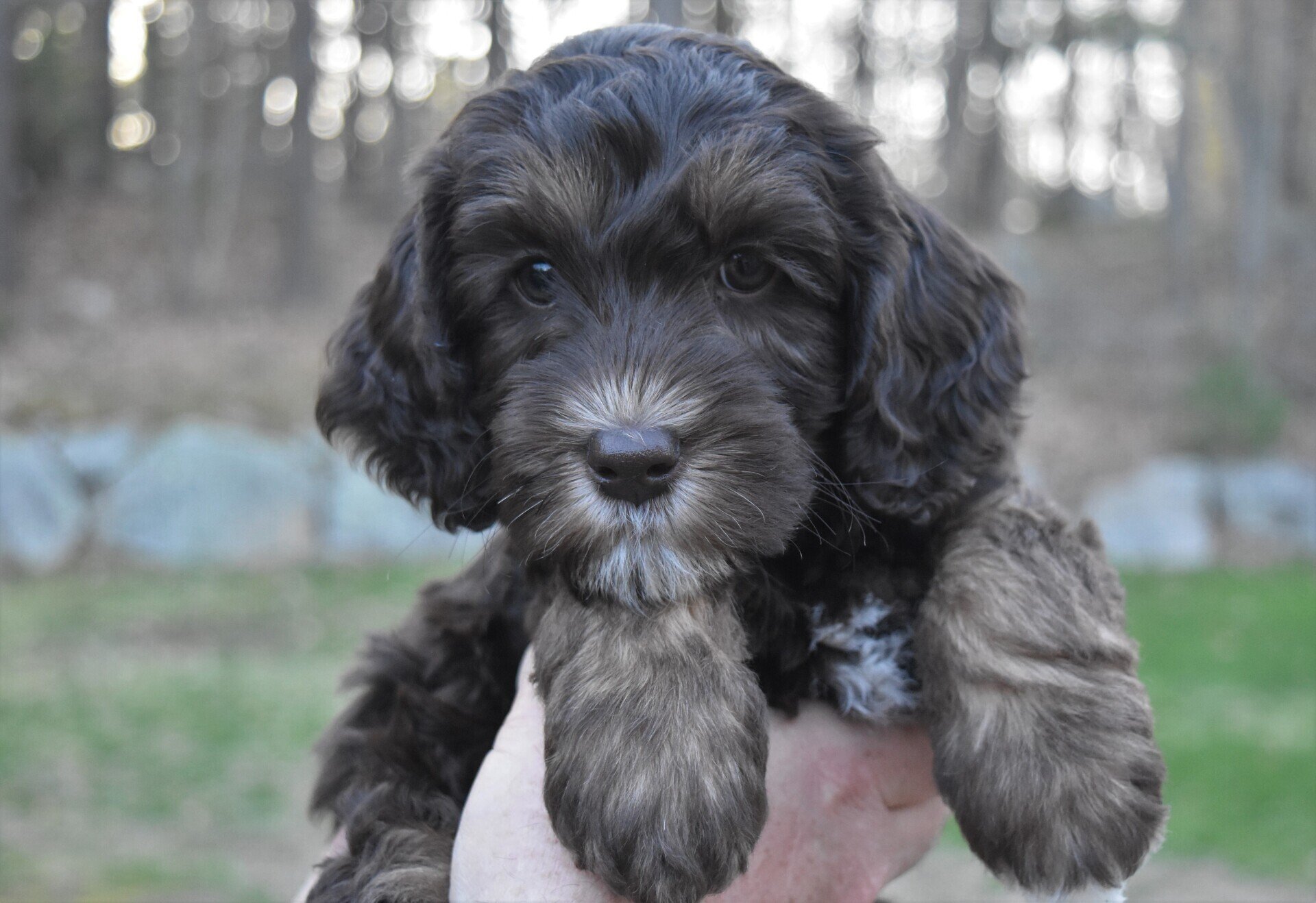 Lucky Dog Australian Labradoodles North Easton, MA