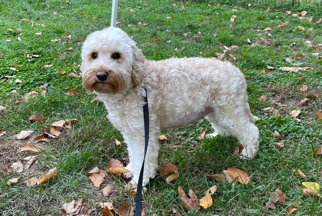 Lucky Dog Australian Labradoodles North Easton, MA