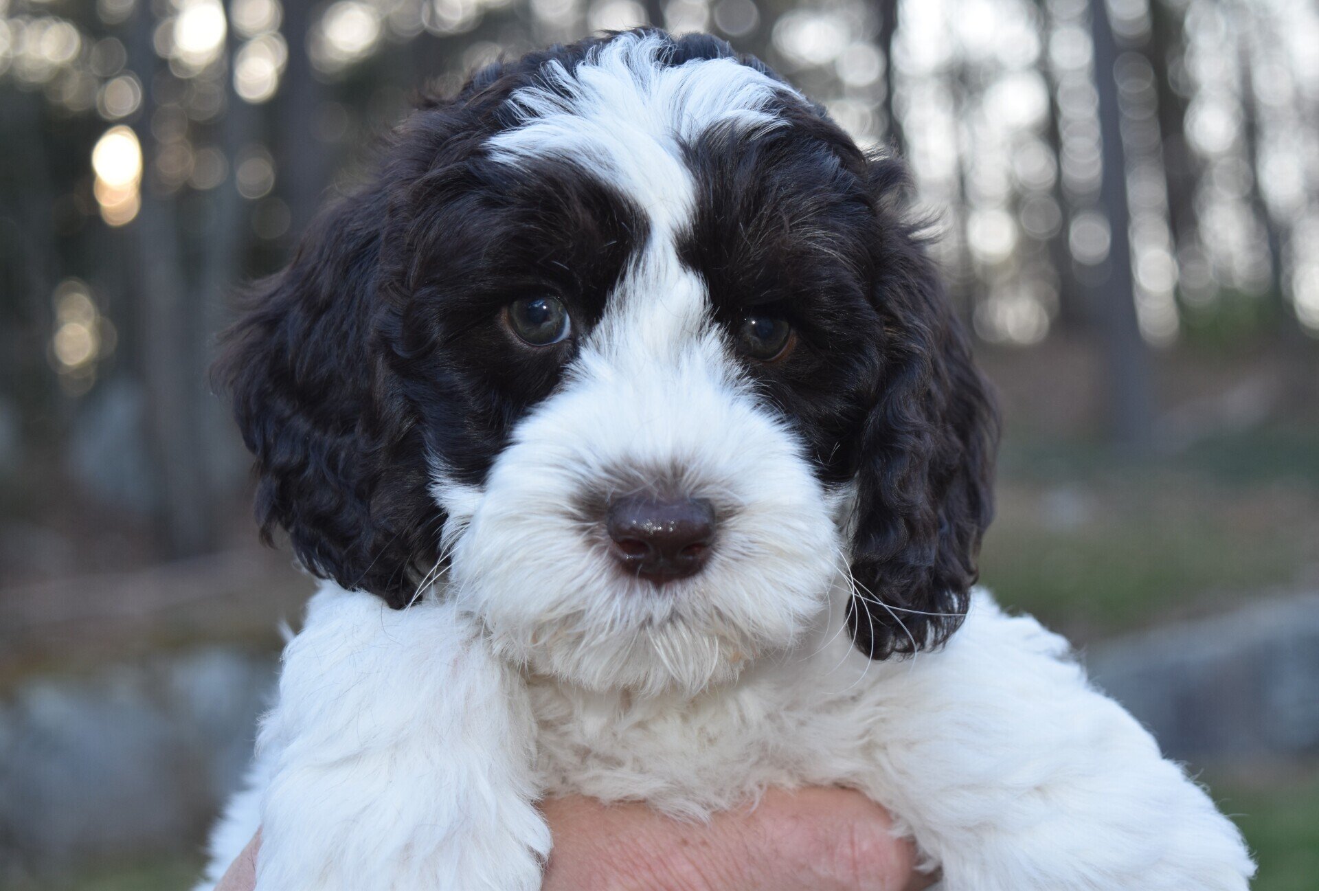 Lucky Dog Australian Labradoodles North Easton, MA