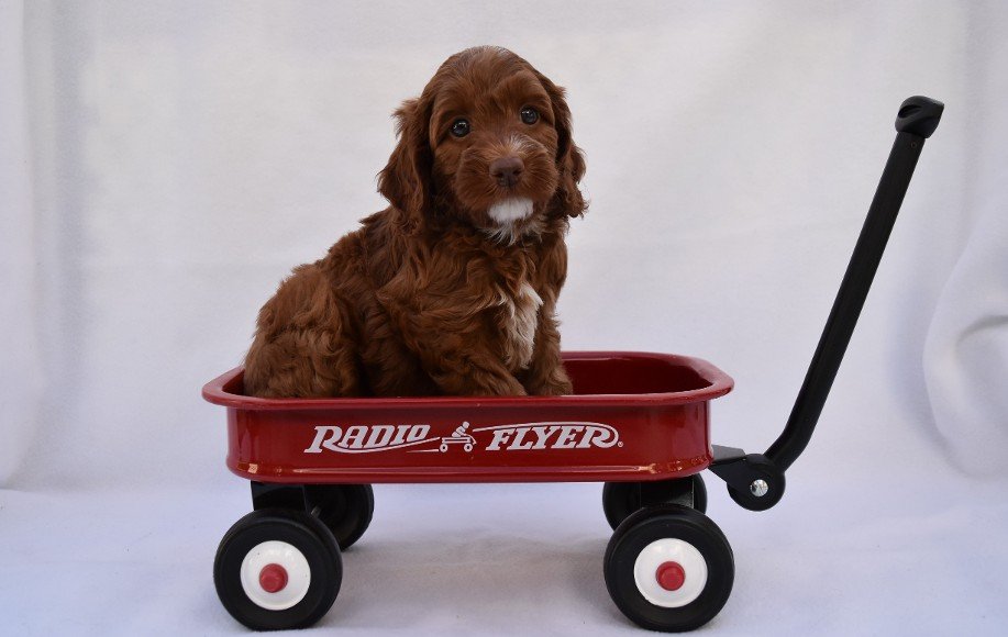 Lucky Dog Australian Labradoodles North Easton, MA