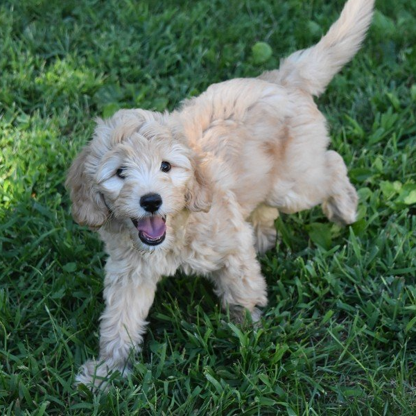 Lucky Dog Australian Labradoodles North Easton, MA