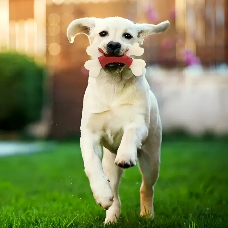 dog toys, pet toys, dog chews, dog chewing bone