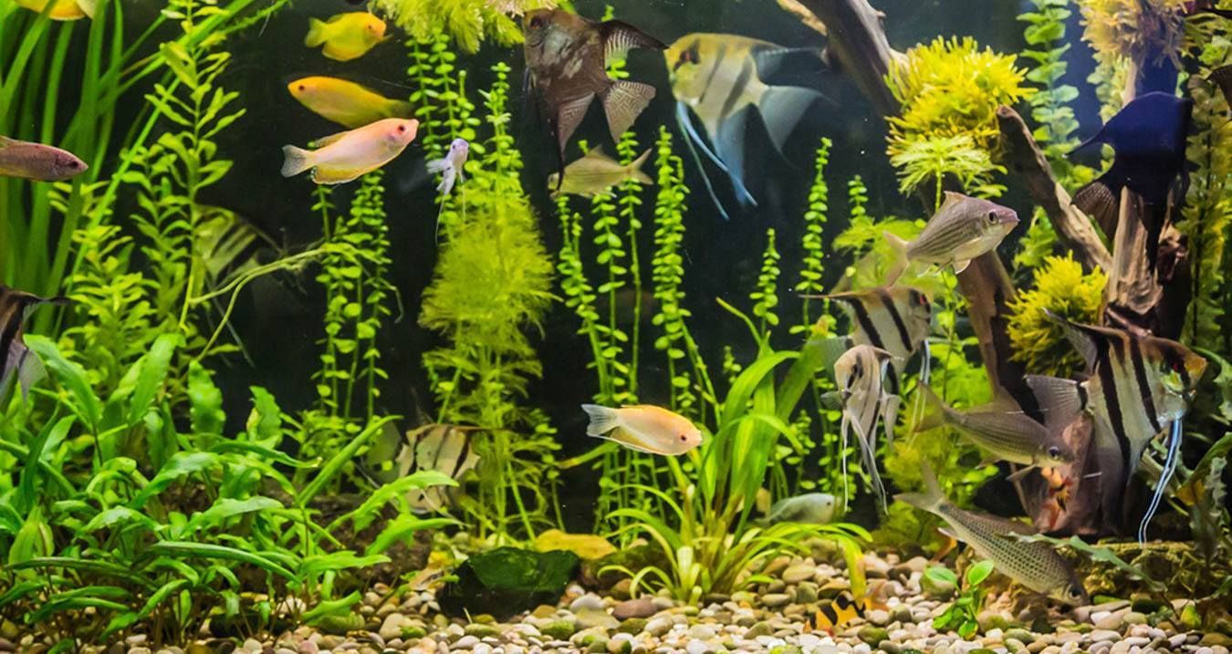 A fish tank filled with lots of fish and plants.