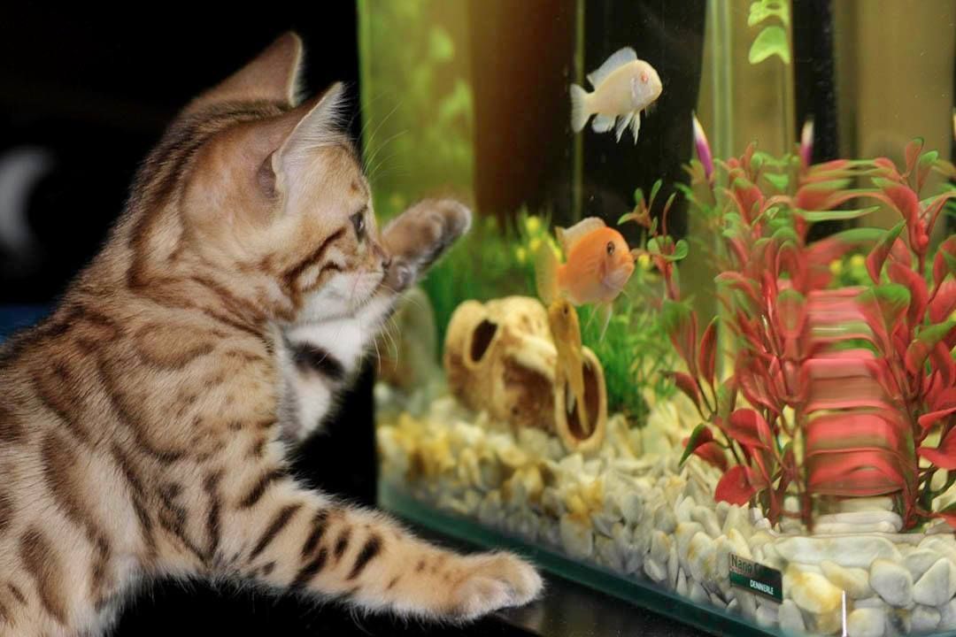 A cat is looking at fish in an aquarium.