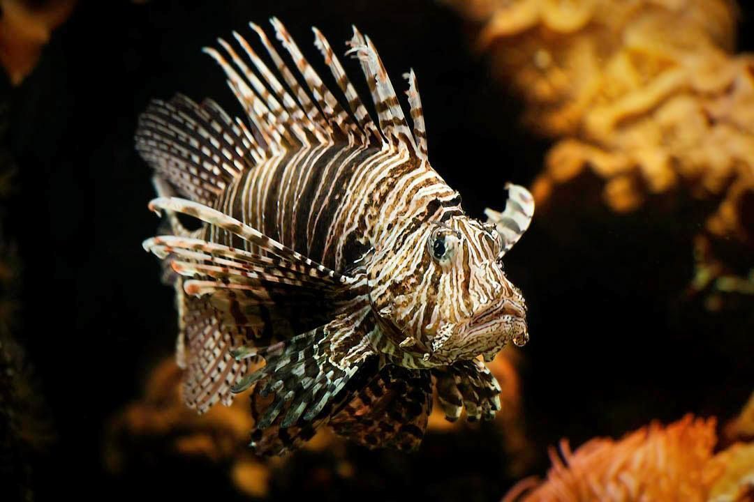 A close up of a lionfish swimming in the water.