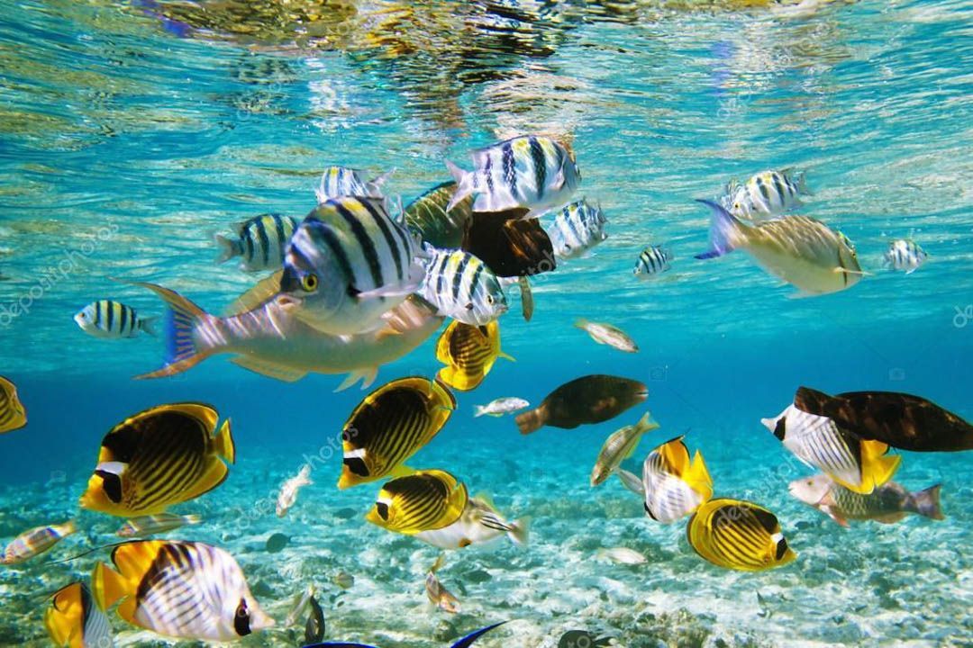 A large group of fish are swimming in the ocean.