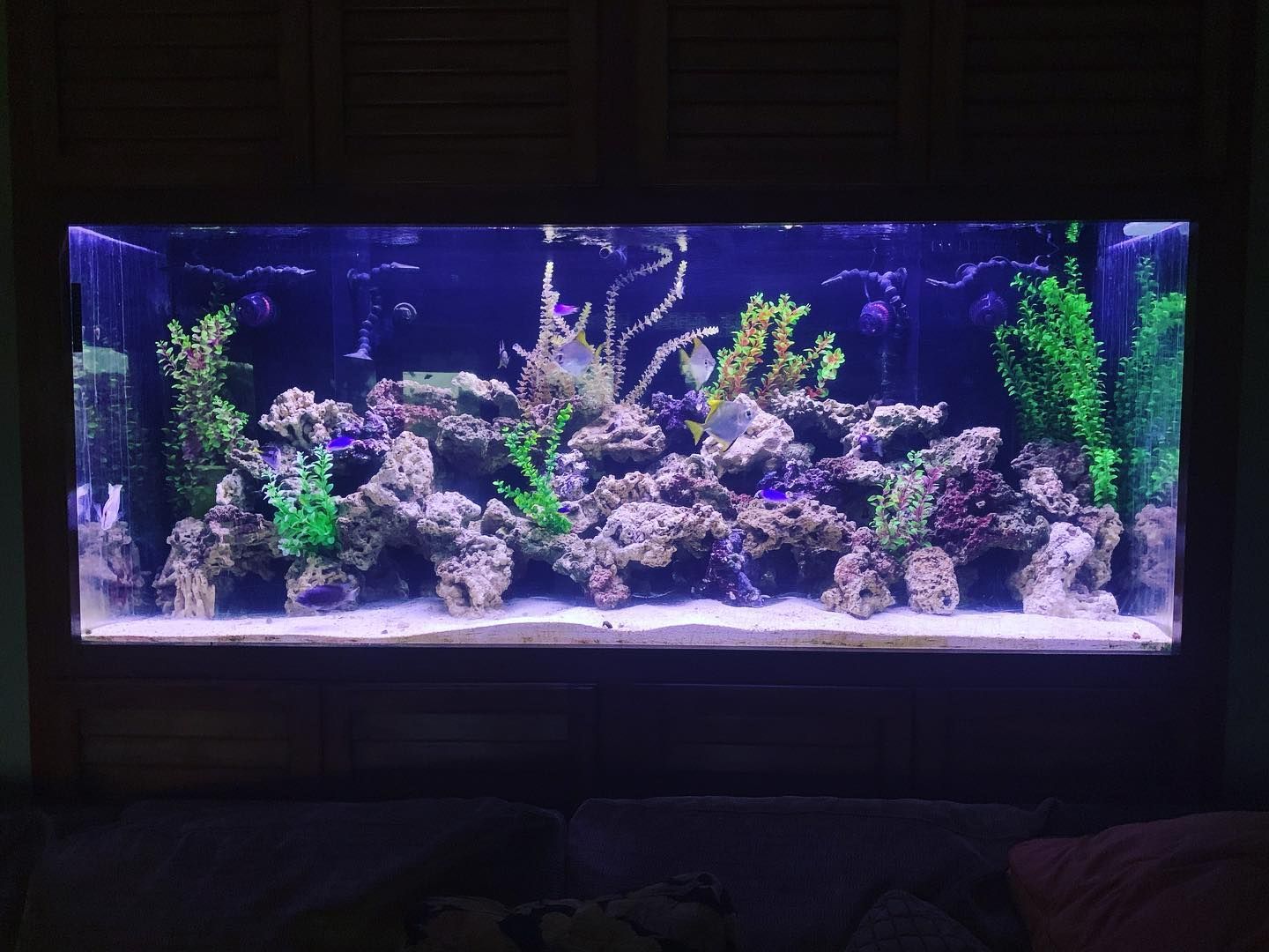 A large aquarium filled with lots of fish and corals