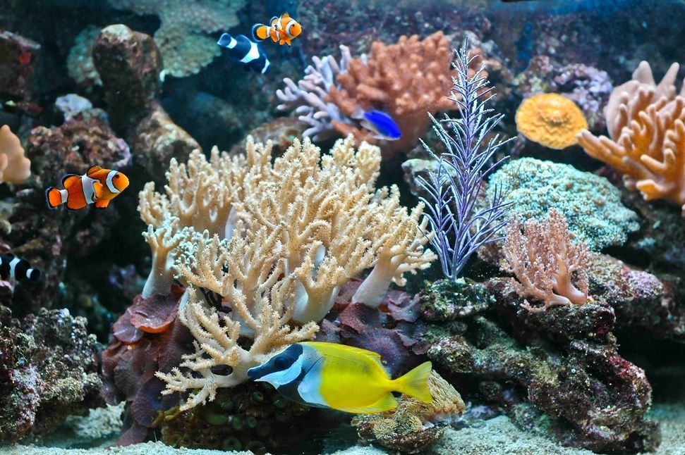 A large aquarium filled with lots of fish and corals