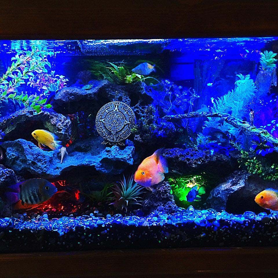 A fish tank filled with lots of fish and plants