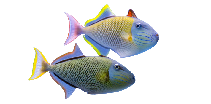 A colorful fish with a long tail is swimming in the water.