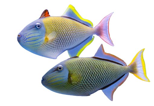 A blue fish with a yellow tail is swimming on a white background