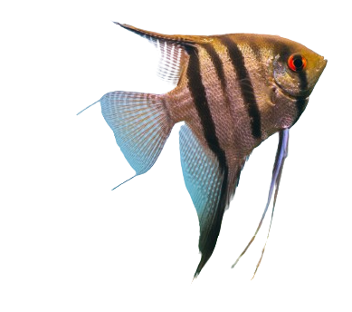 A blue and yellow striped fish with a black eye