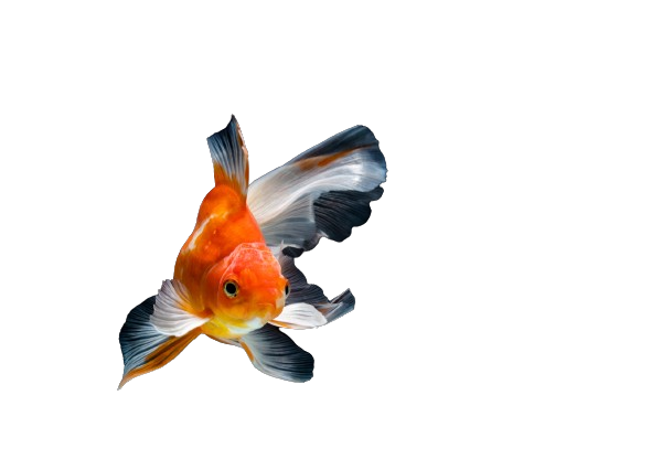 A colorful fish with a long tail is swimming in the water.