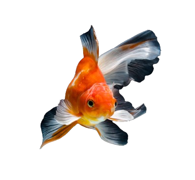 A colorful fish with a long tail is swimming in the water.