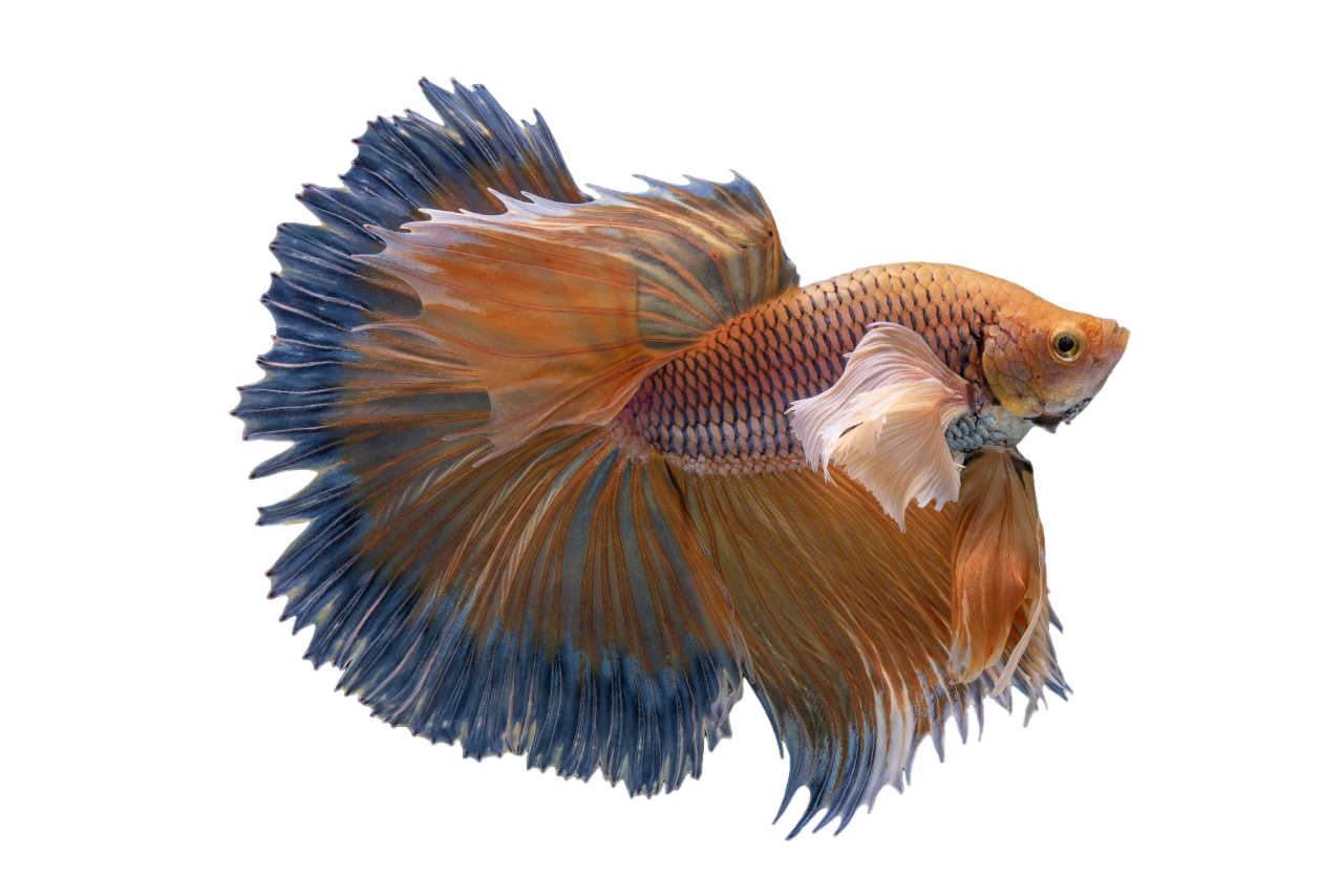 A colorful fish with a long tail is swimming in the water.