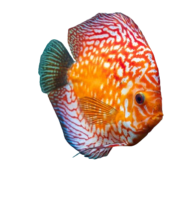A blue and yellow striped fish with a black eye