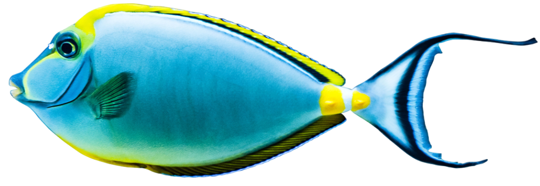 A colorful fish with a long tail is swimming in the water.
