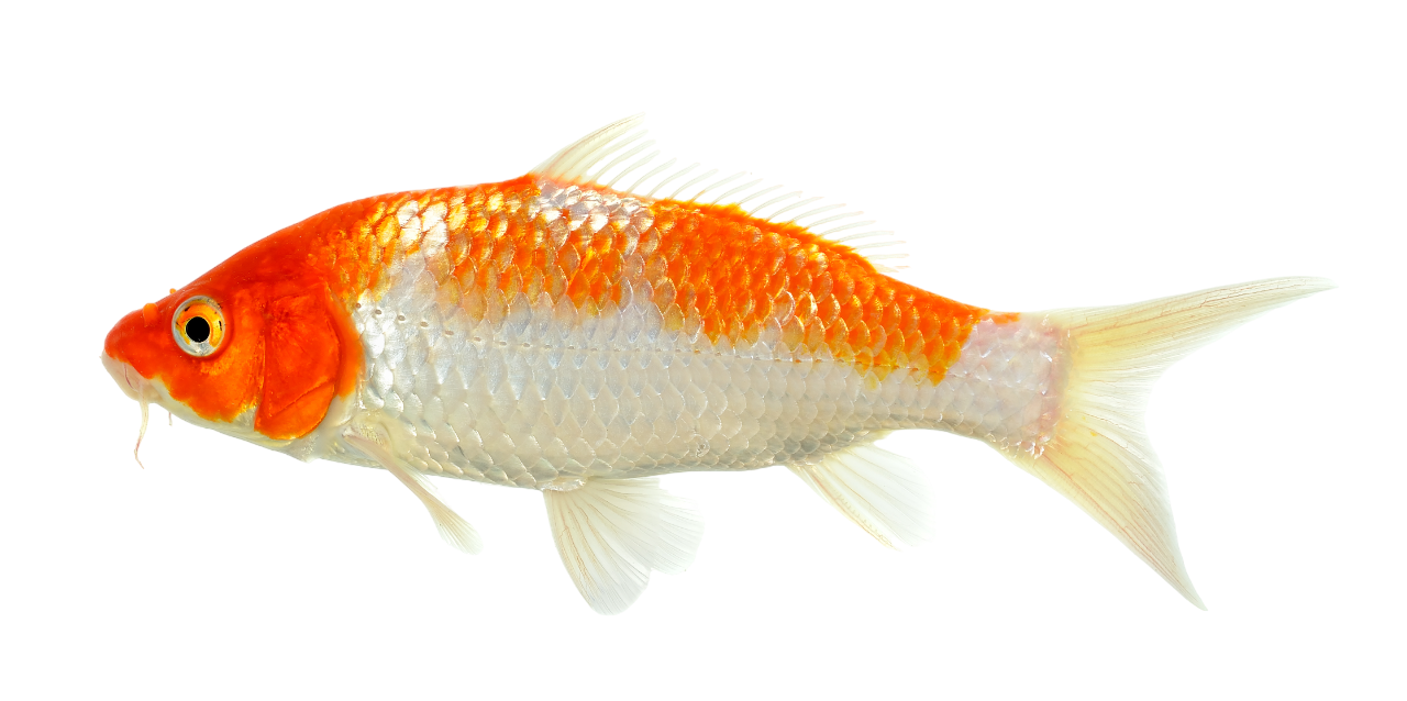 A blue fish with a yellow tail is swimming on a white background