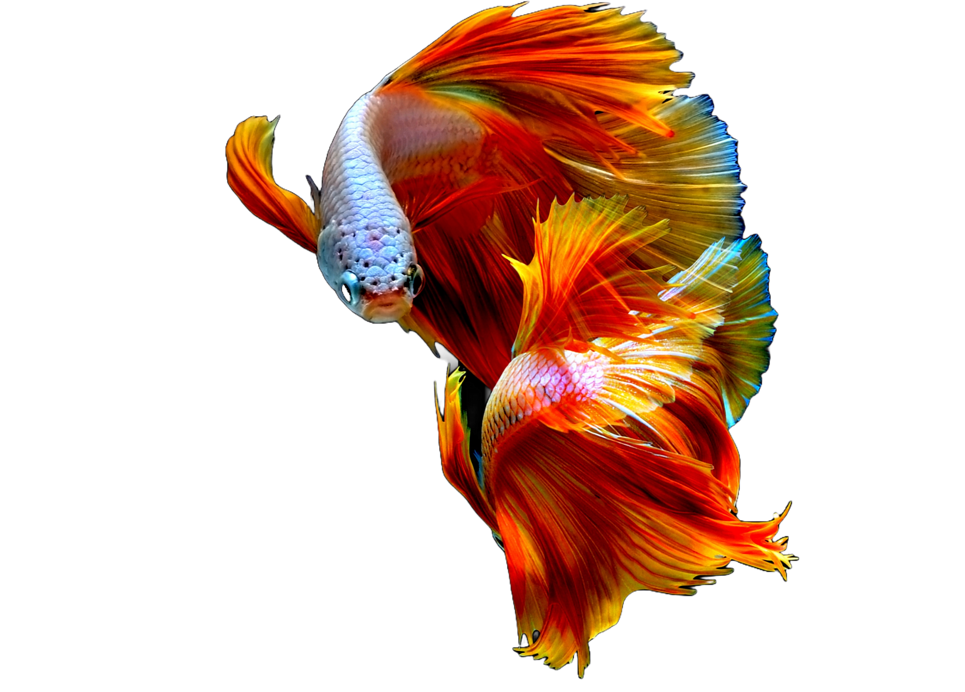 A colorful fish with a long tail is swimming in the water.