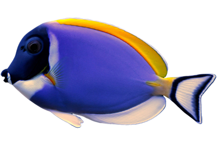 A blue fish with a yellow tail is swimming on a white background