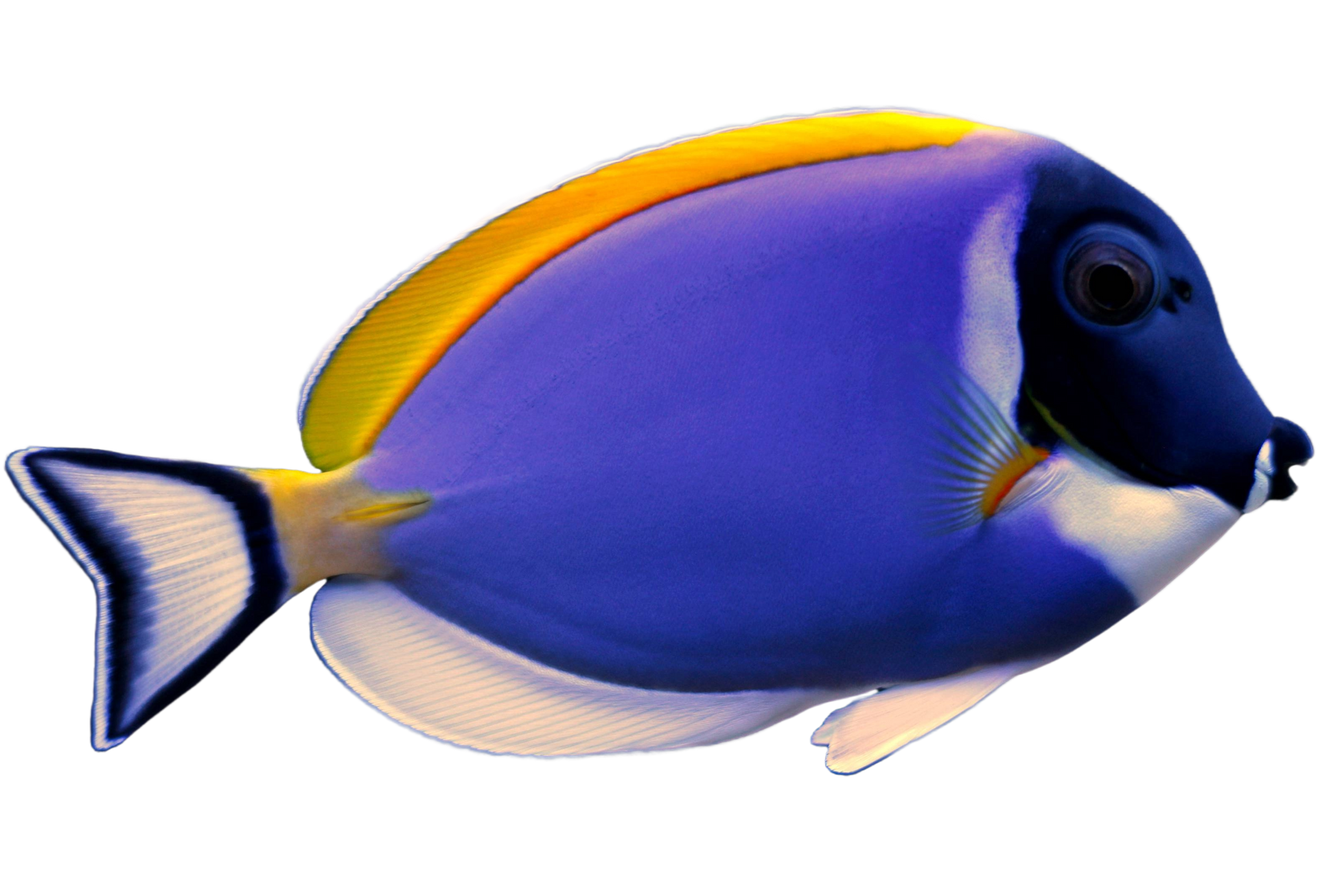 A colorful fish with a long tail is swimming in the water.
