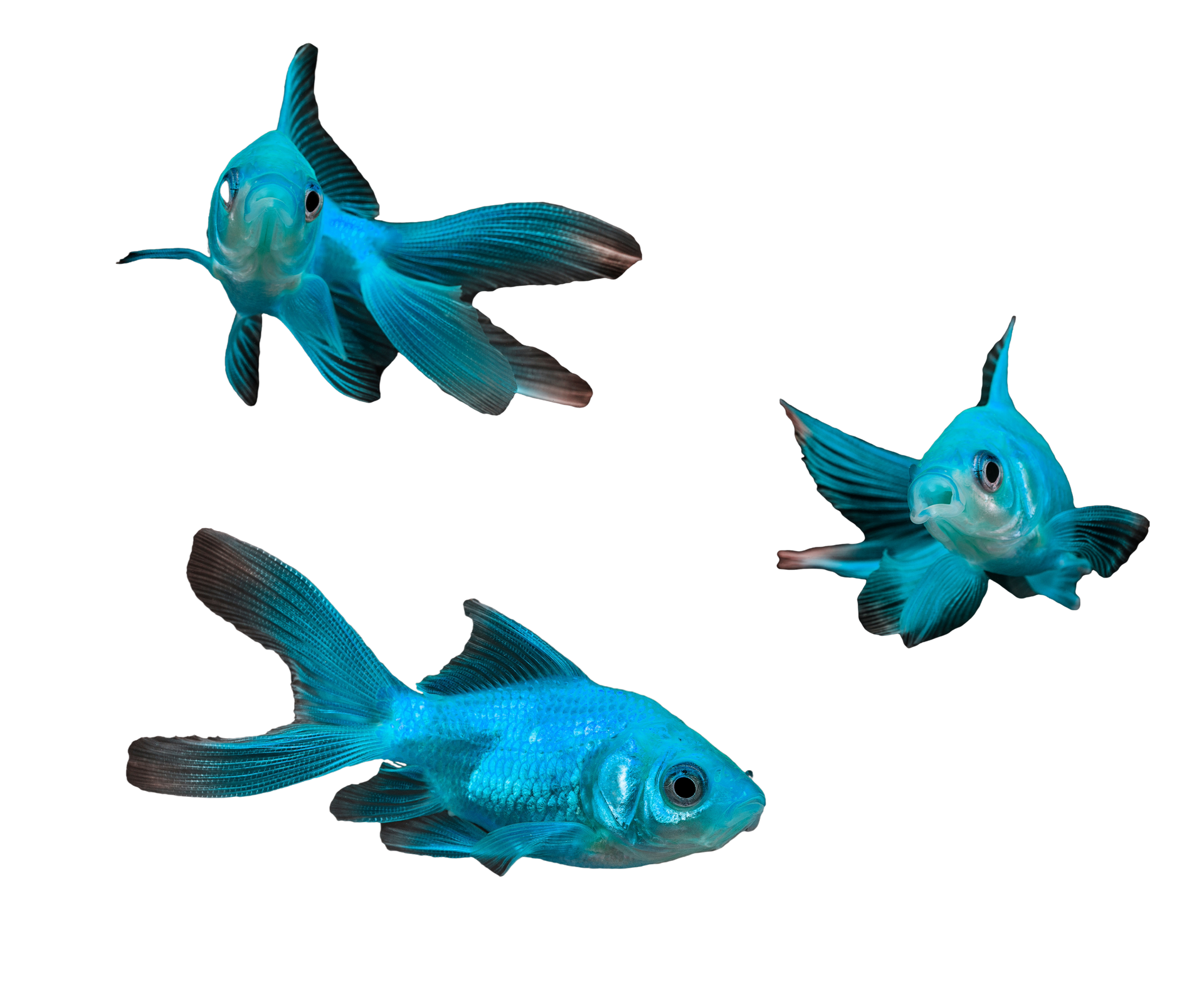 A colorful fish with a long tail is swimming in the water.