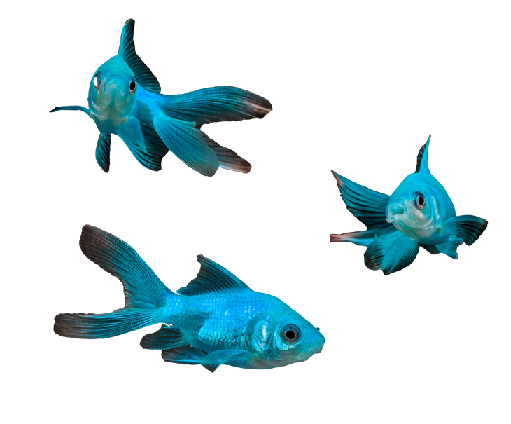 A colorful fish with a long tail is swimming in the water.
