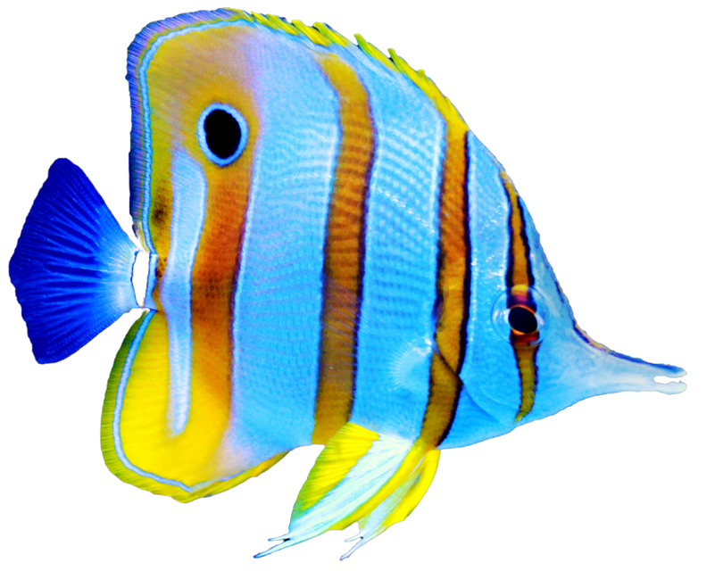 A blue and yellow striped fish with a black eye