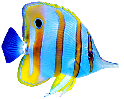 A blue and yellow striped fish with a black eye