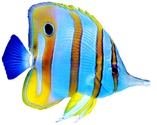 A blue and yellow striped fish with a black eye