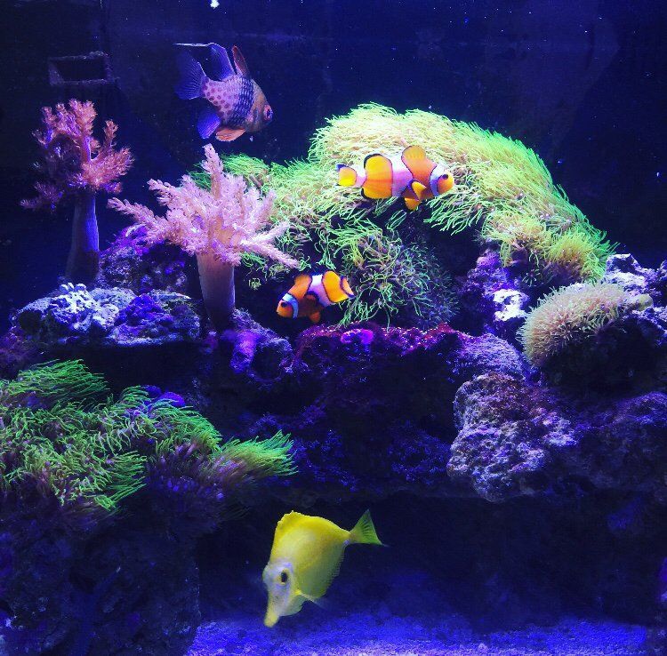Two clown fish are swimming in a coral reef tank