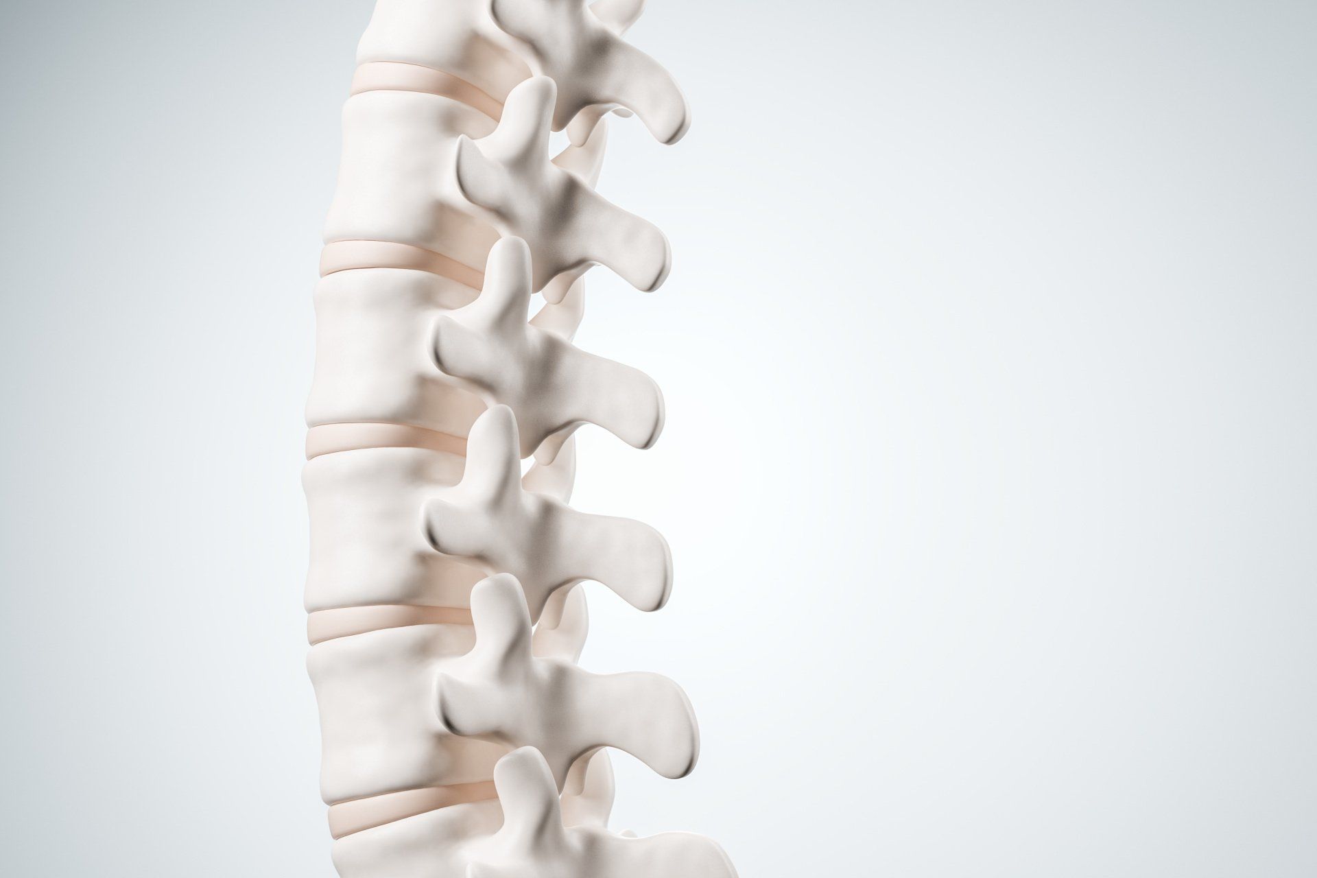 Um close de uma coluna vertebral humana em um fundo branco.