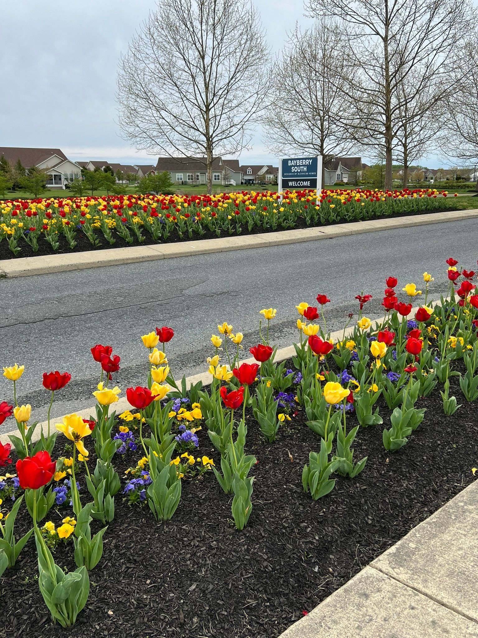 Bayberry Front Entrance with Spring Tulips