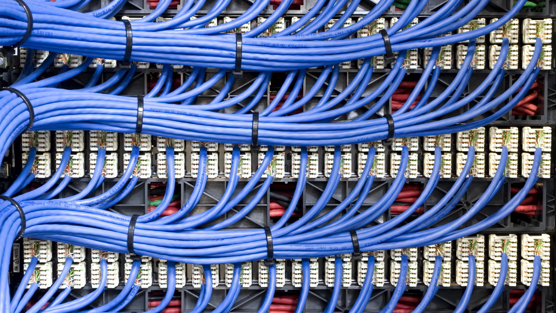 Neatly bundled blue network cables connected to a patch panel in a server rack.