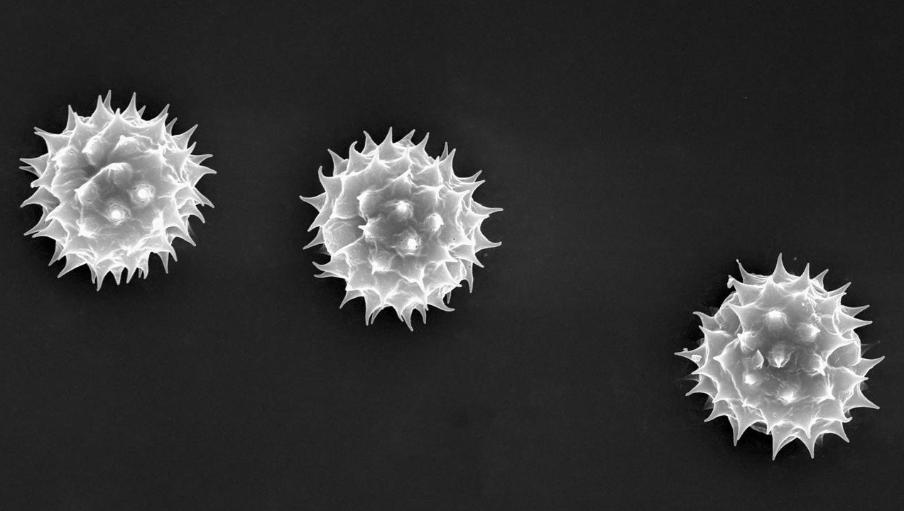 Daisy Pollen Particles