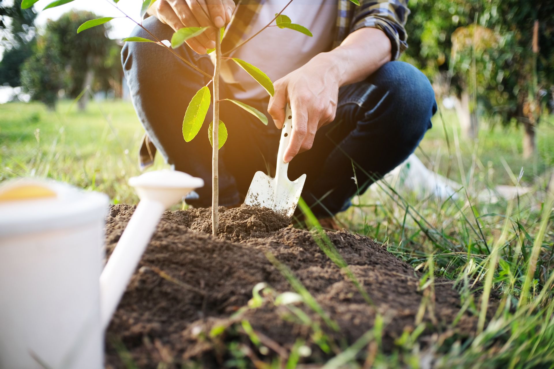 A person is kneeling down to plant a tree in the ground.