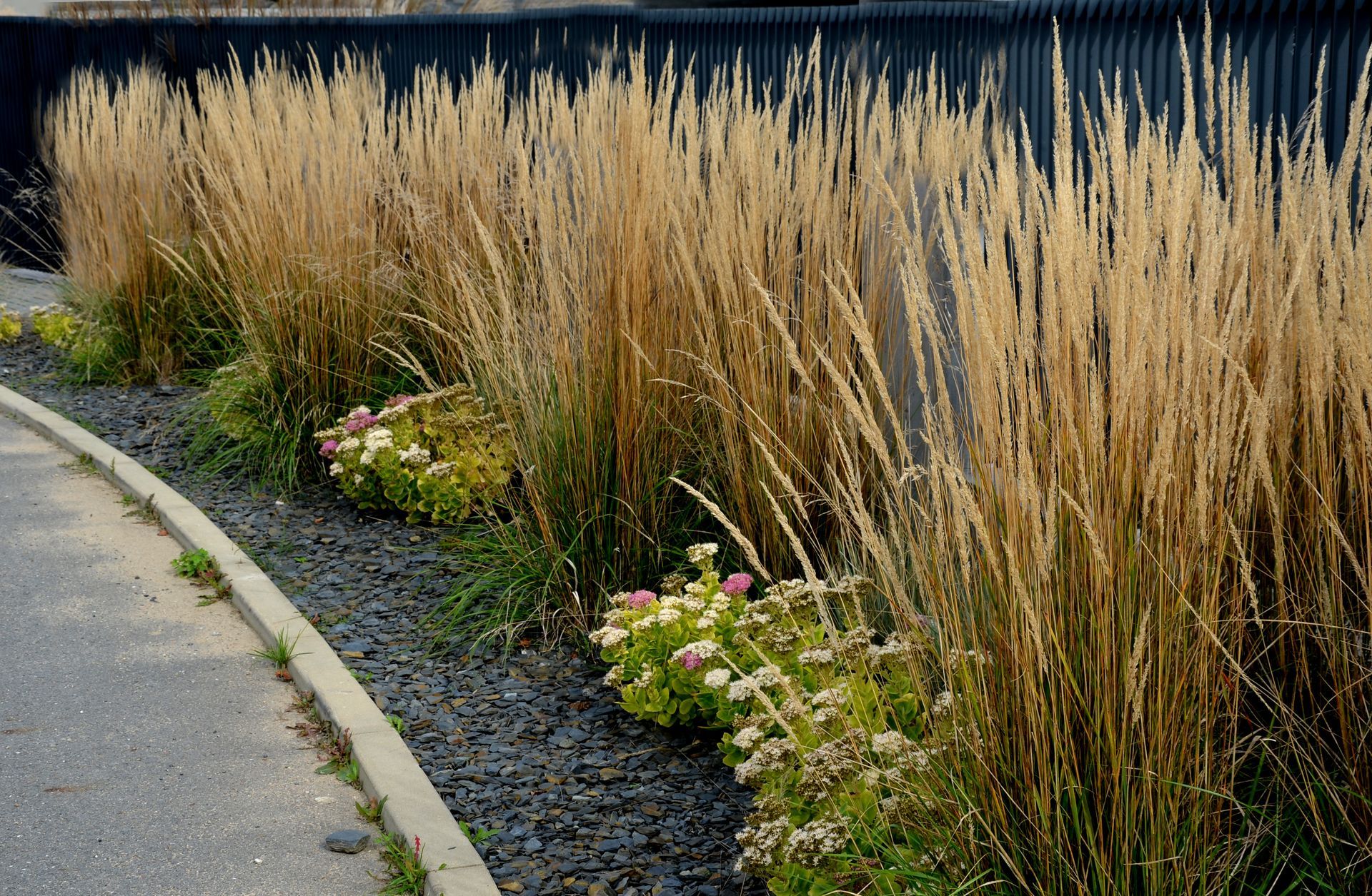 A row of tall grass growing next to a gravel path.
