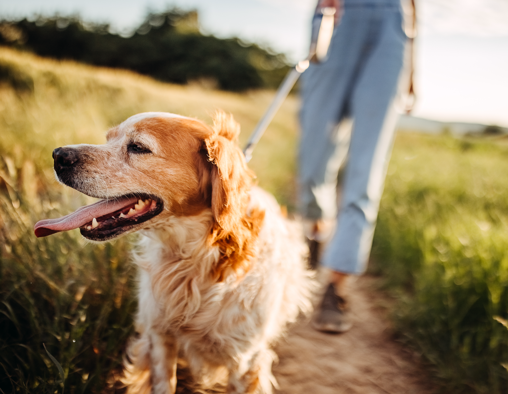 A person is walking a dog on a leash in a field.