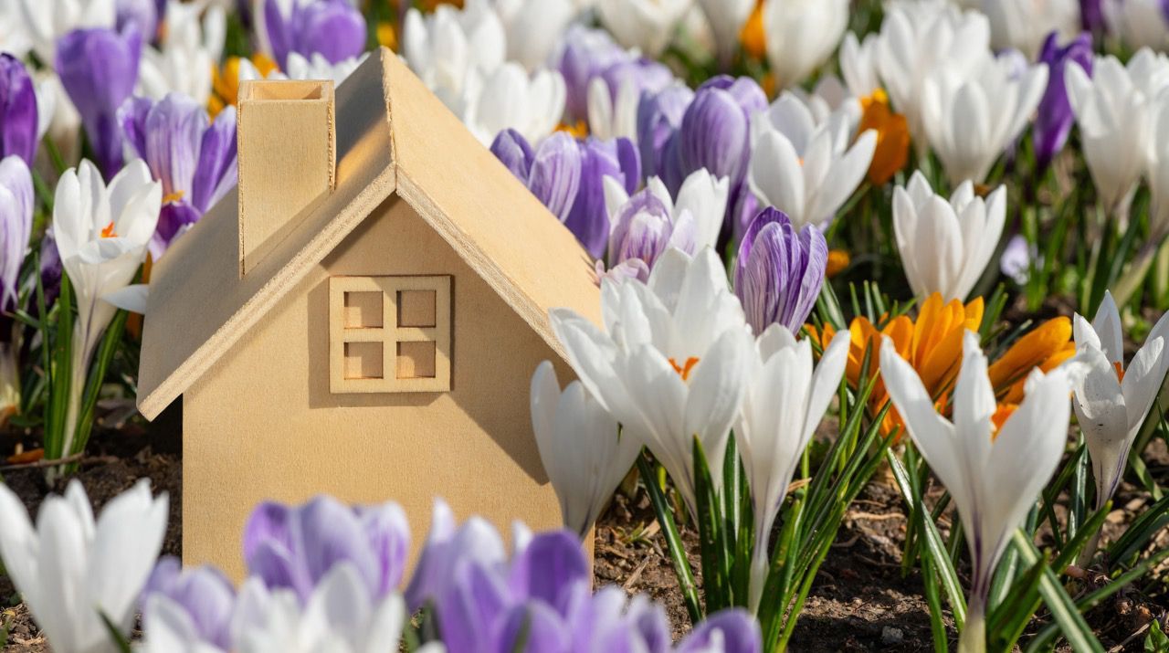 A small, light-colored wooden house model nestled in a vibrant field of white, purple, and yellow blooming crocuses.