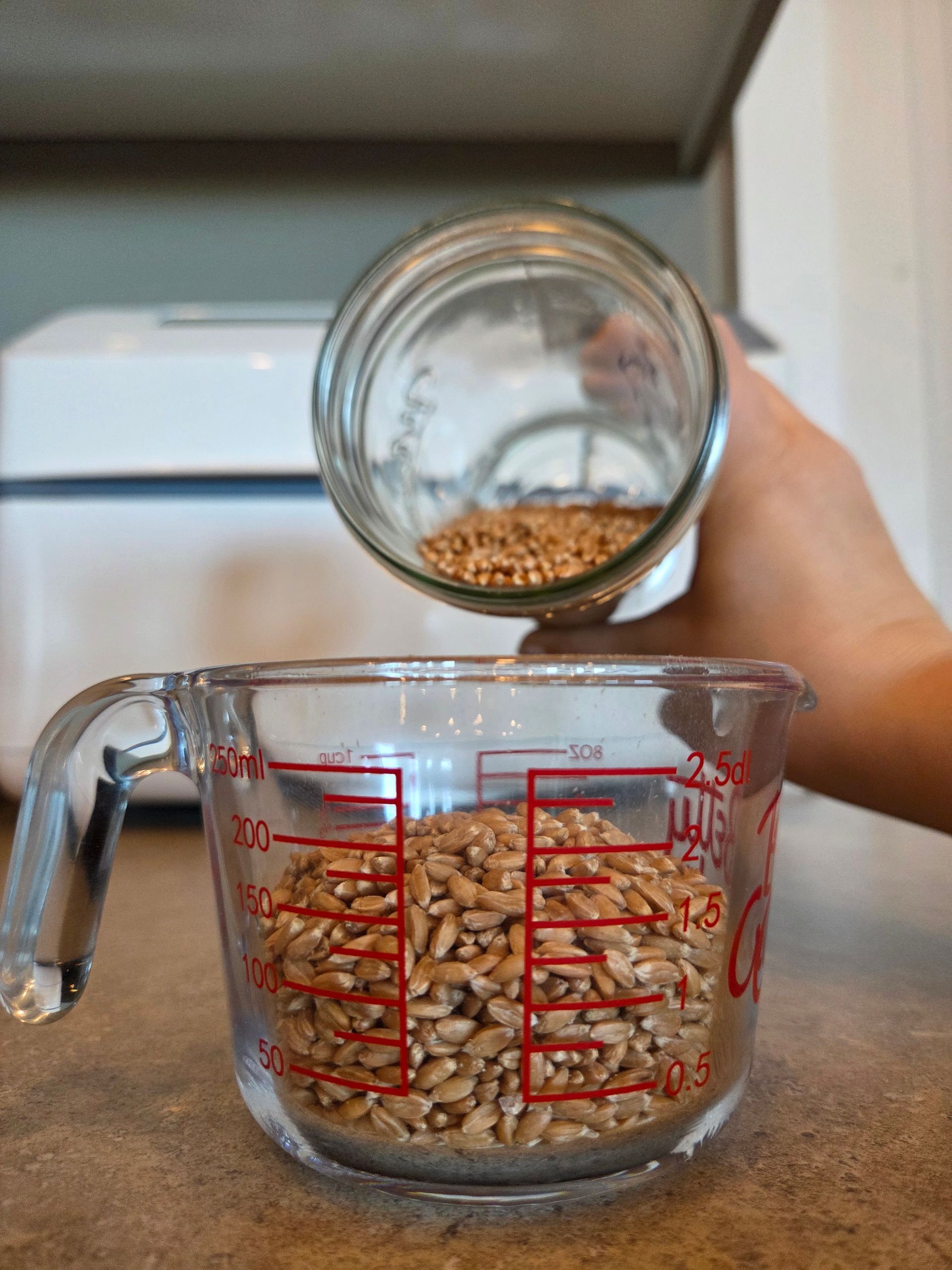 Spelt Berries