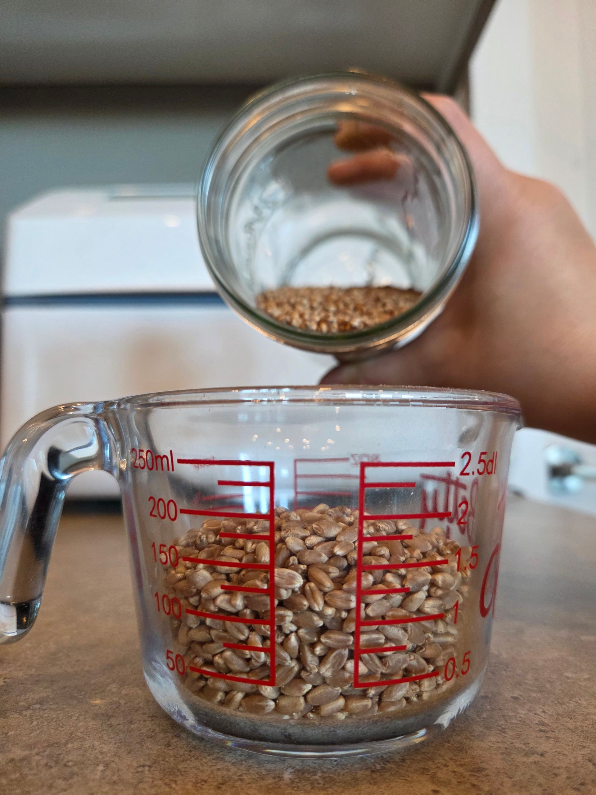 7 Variety Spring Wheat Berries